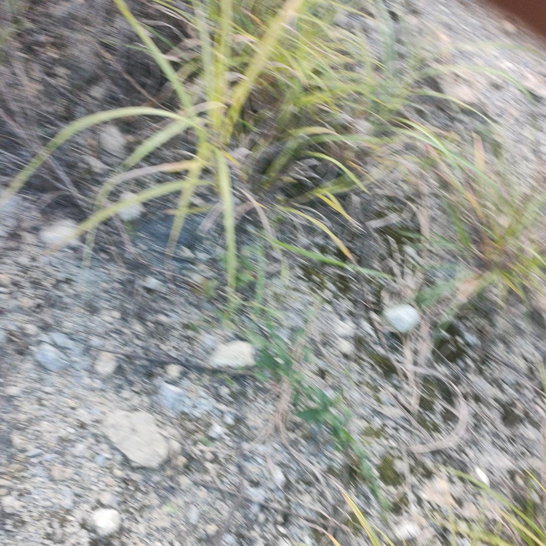 爷