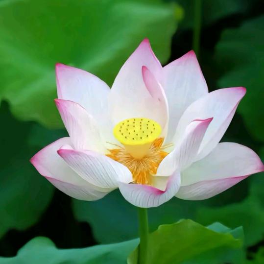 秀🌹