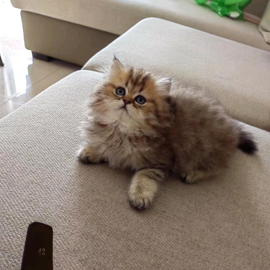 喀什乐活爱心宠物超市