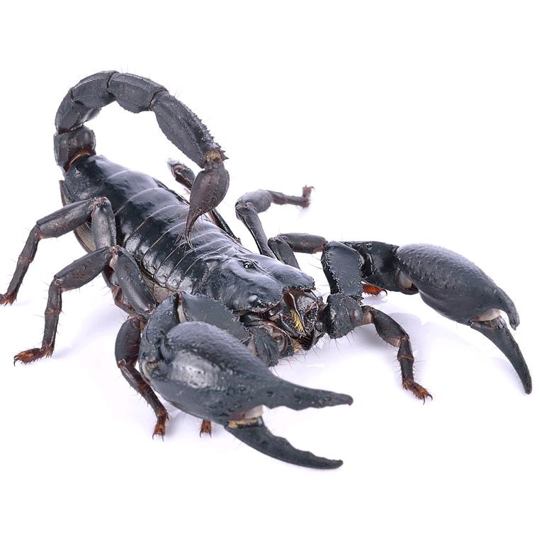 🦂蝎子
