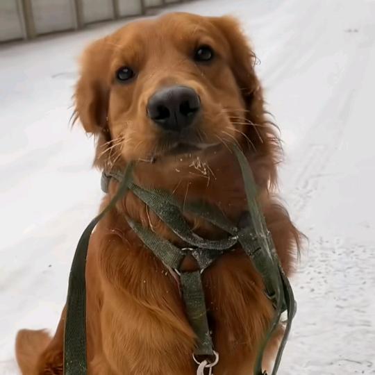 伯牙绝弦。