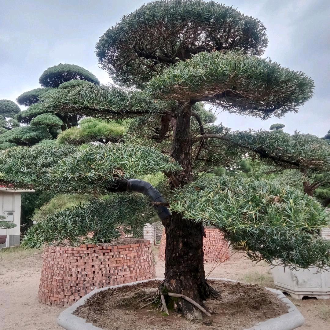 草原雄鹰