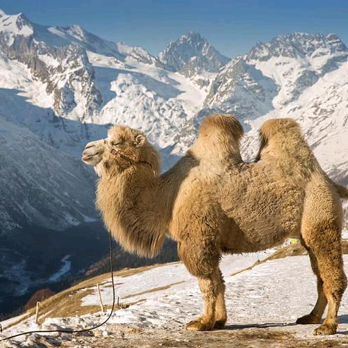 驼管家工厂店。