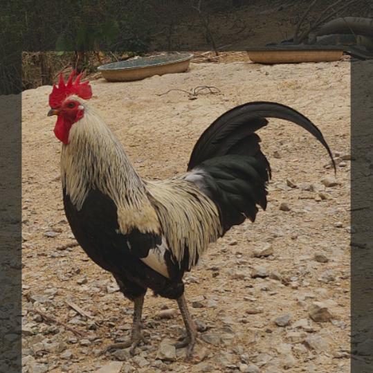 缘来精品农家土鸡鸭