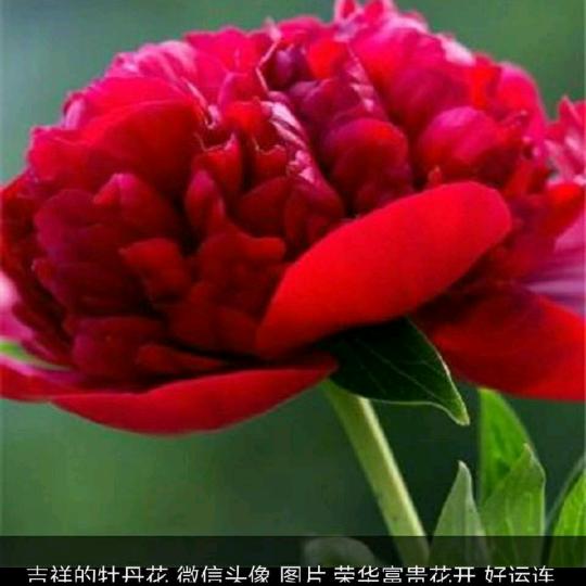 随❤️心🌹😎
