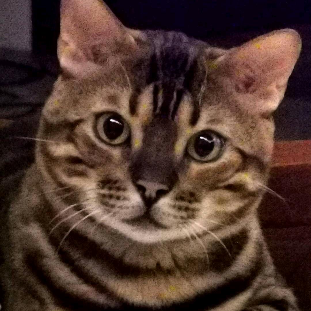 肥猫教授