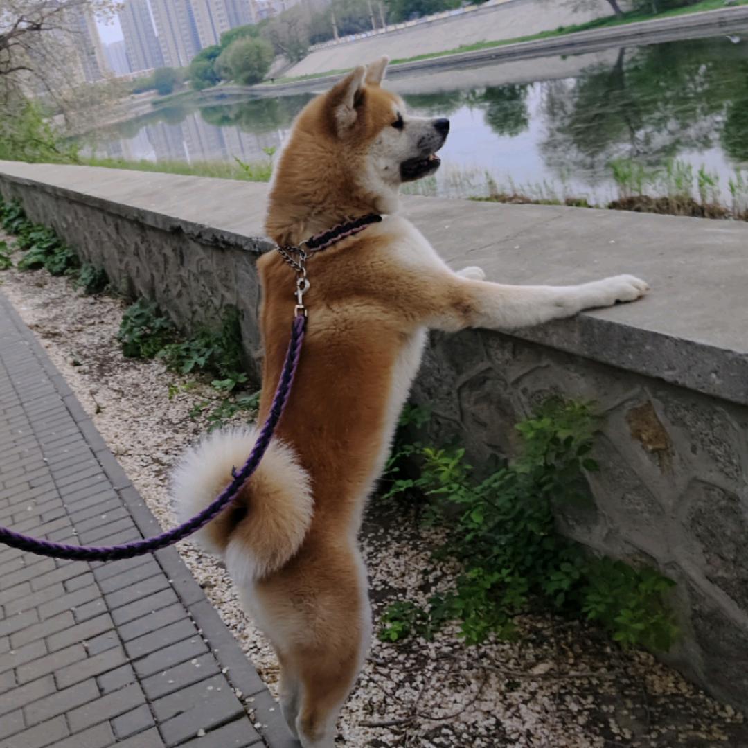 宠格格