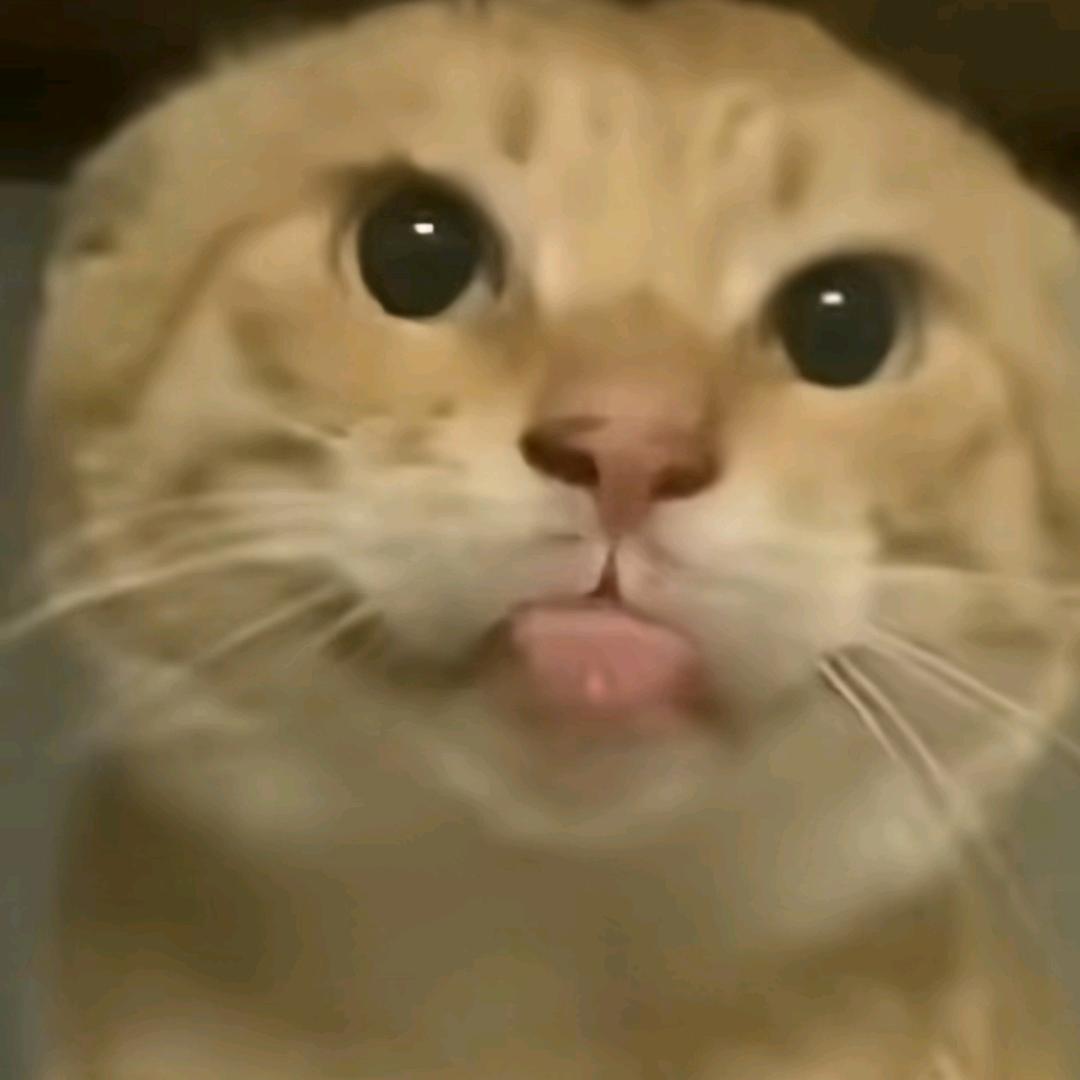 耄耋菌
