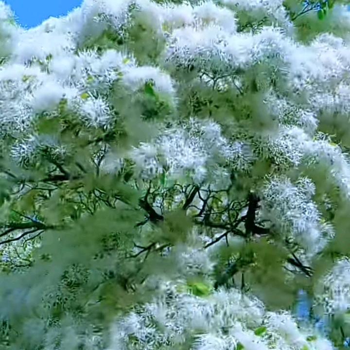 梦想🎤