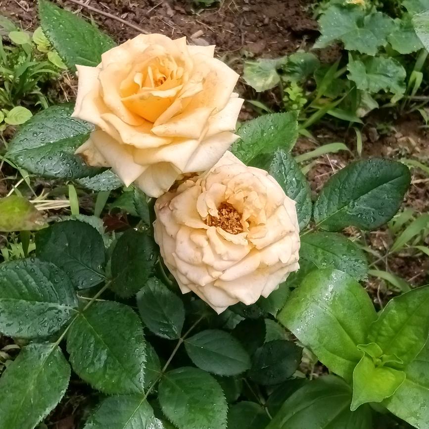 雾里看花姐《拒绝私聊》