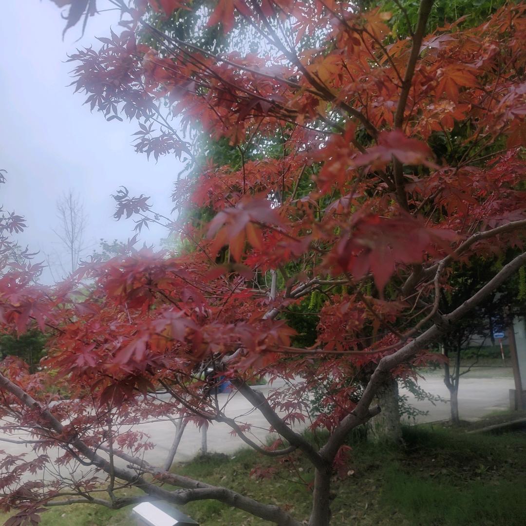去在啥