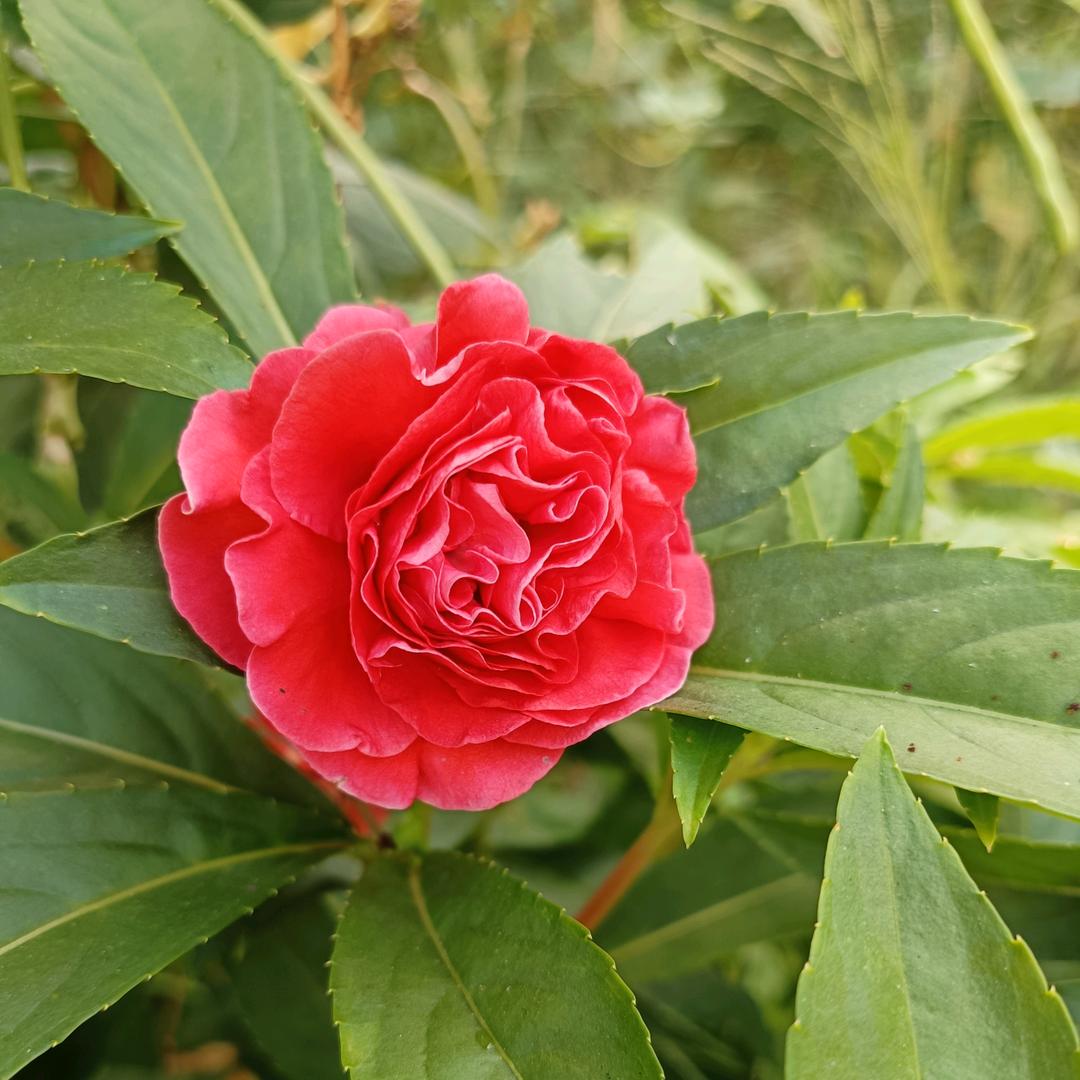 一轮明月
