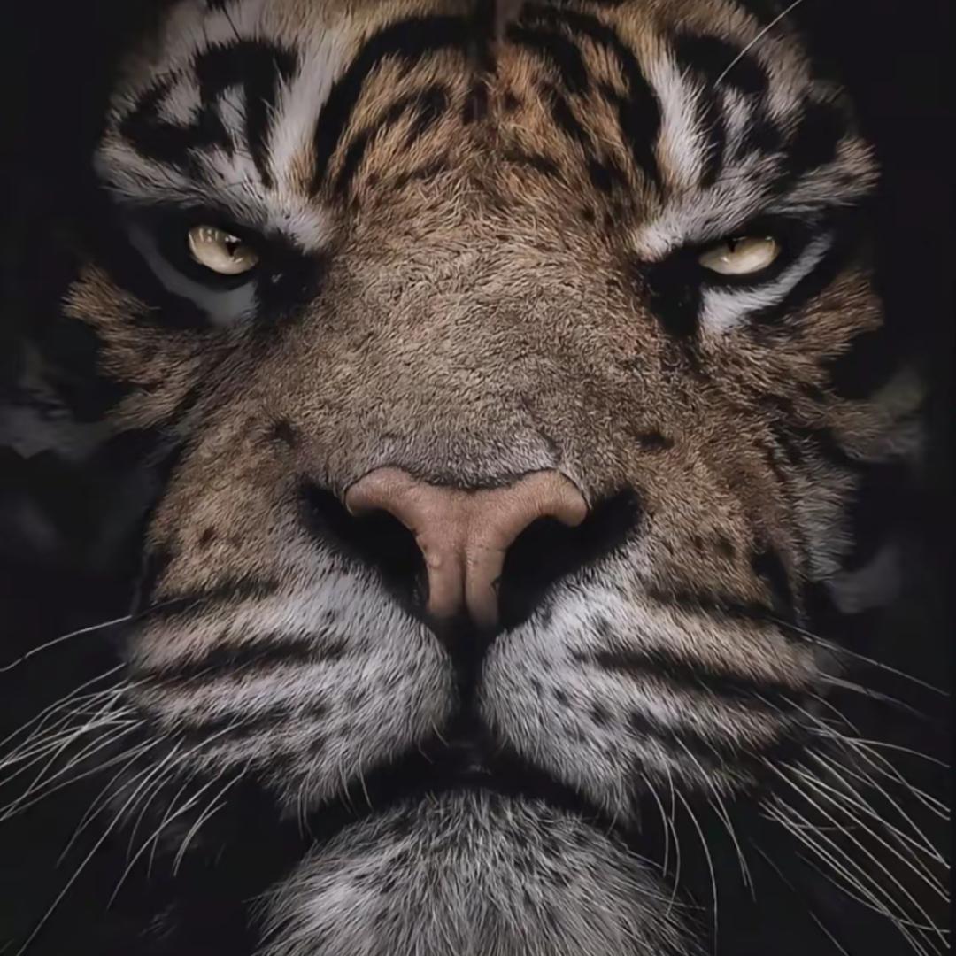 本来