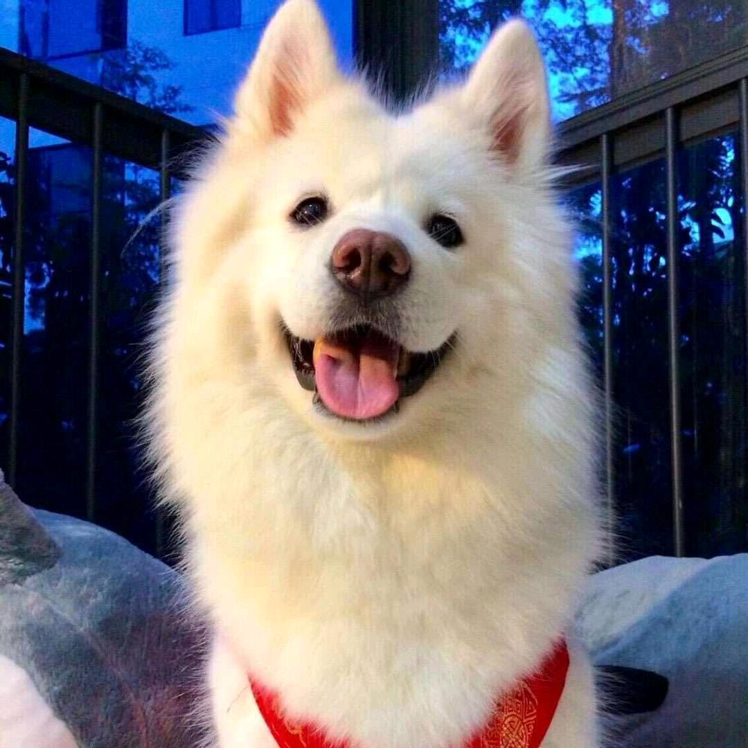 挪威的森林