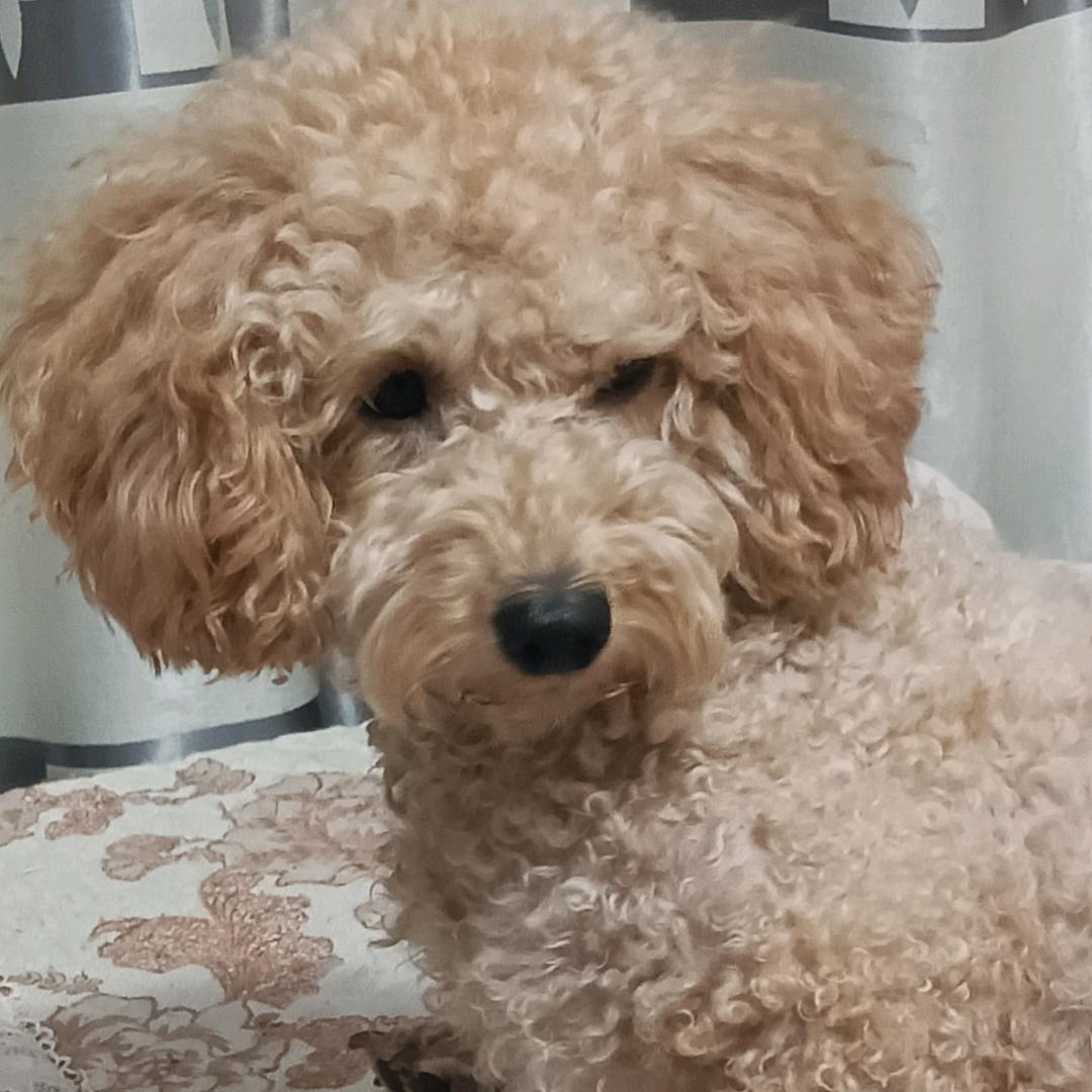 和子