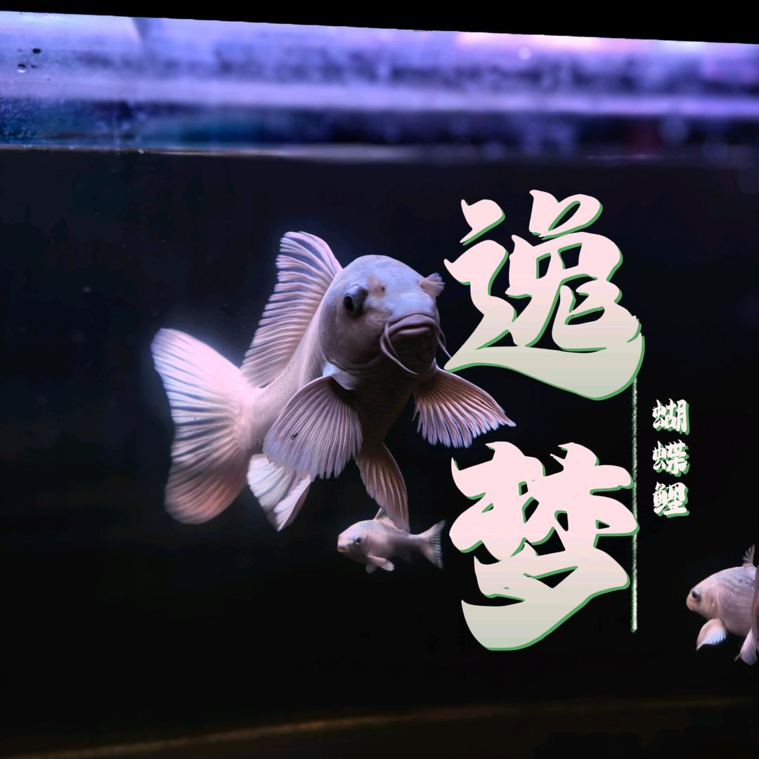 逸梦蝴蝶鲤