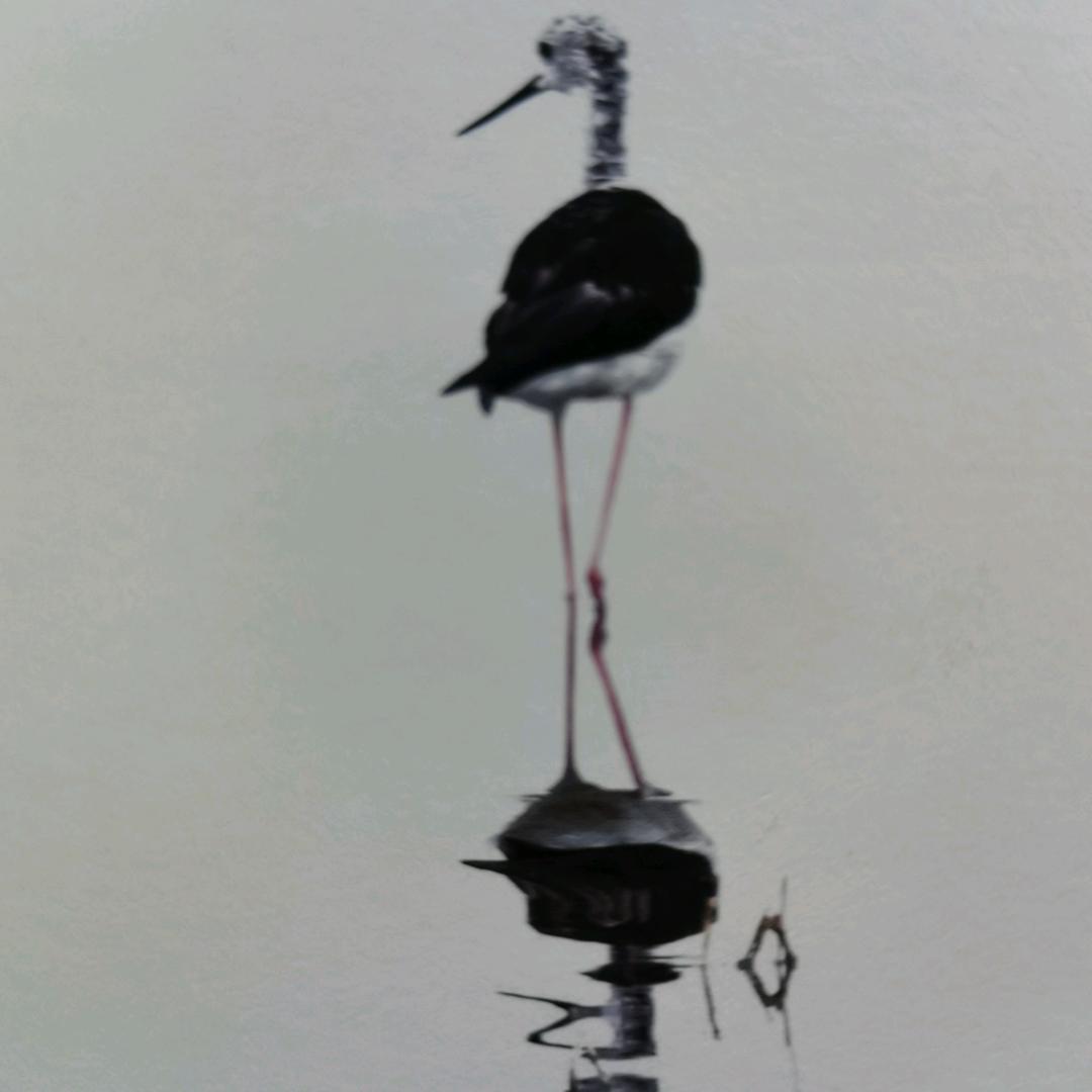 渴鹿