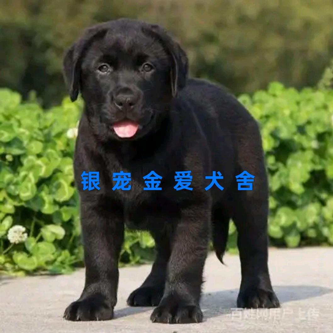 ꧁꫞꯭银宠金爱犬舍꫞꧂