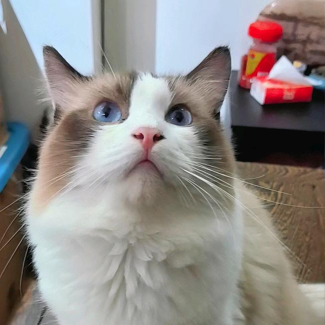 金多宝