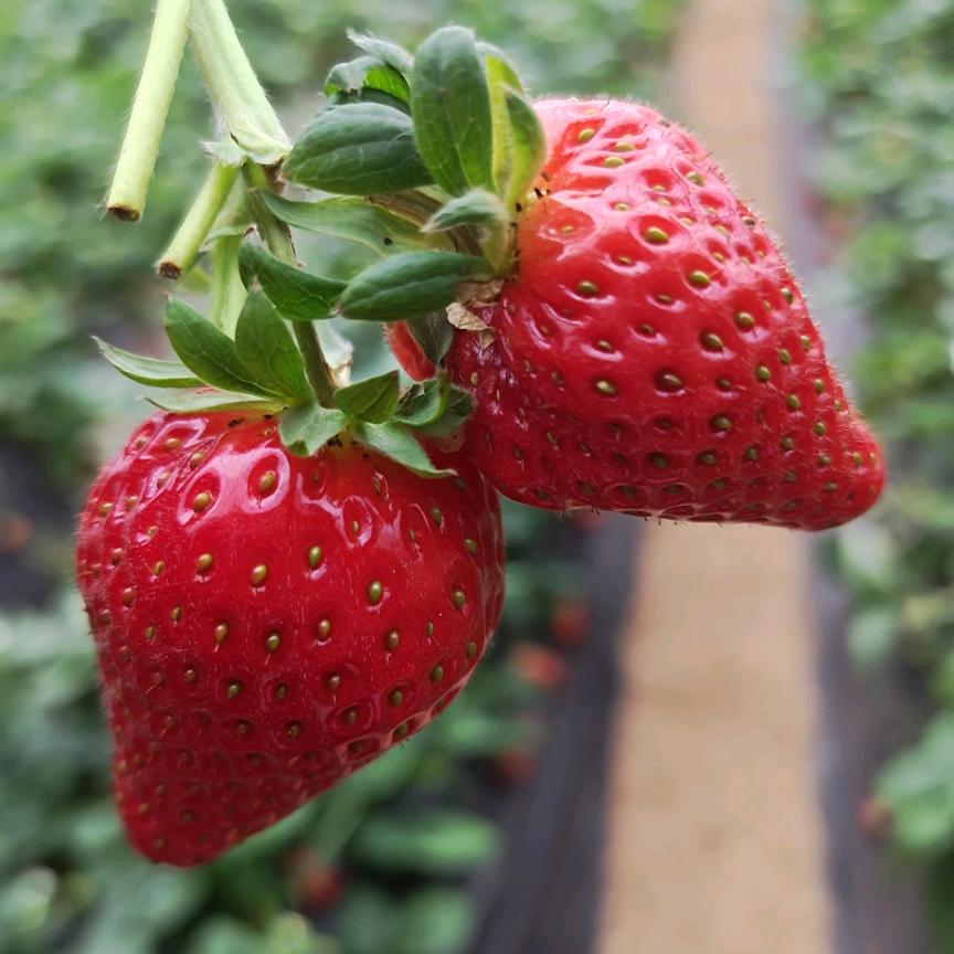 临沂草莓采摘金姐