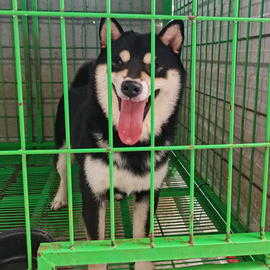 船城飞哥