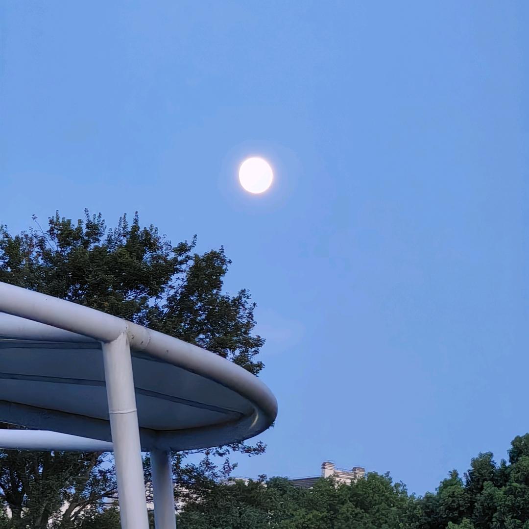 双木成林