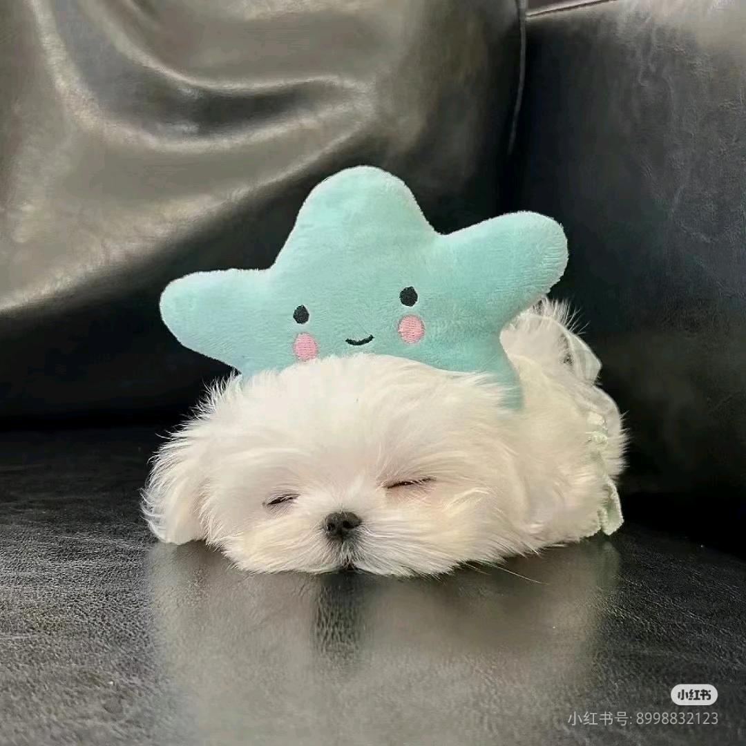 奥利奥（助眠）