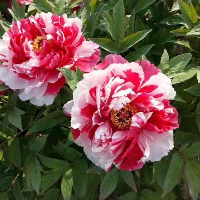李倩牡丹种植基地