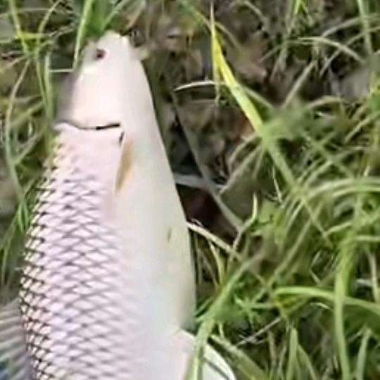户外钓鱼