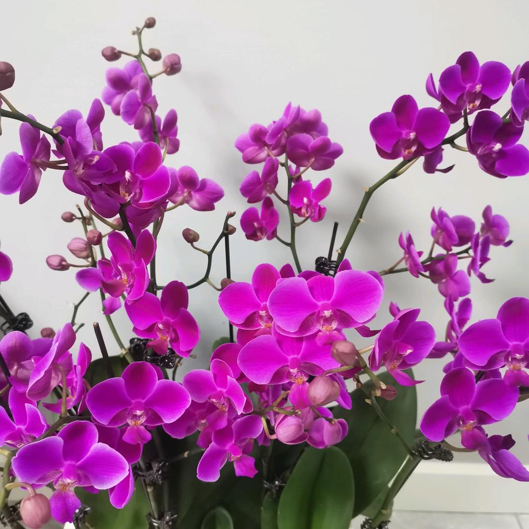 爱唱歌的语文老师