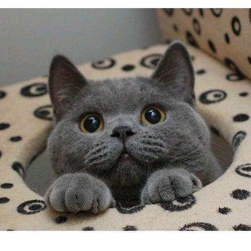 小懒猫^O^