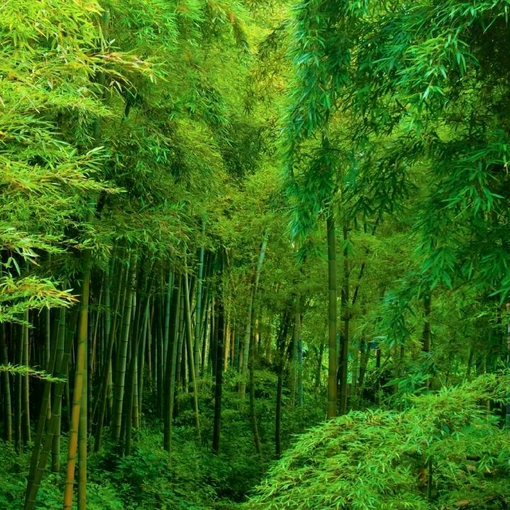 富贵由命