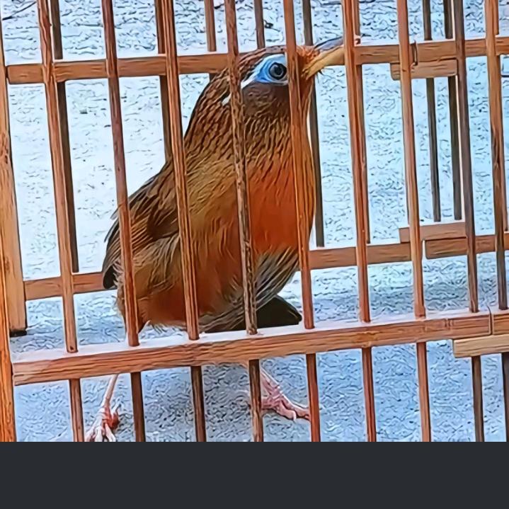 @云南༺少ཌༀ数ཉི༃民ༀད族༻