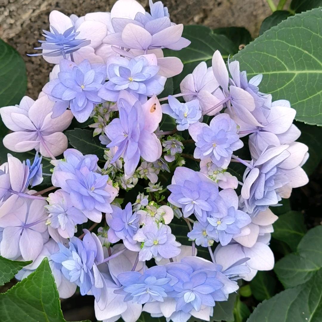 奇点💐
