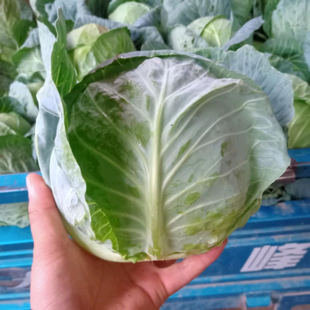 小潘代收各种蔬菜