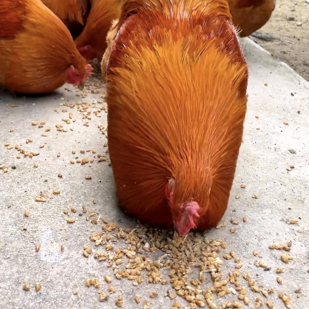 微姐聊养鸡