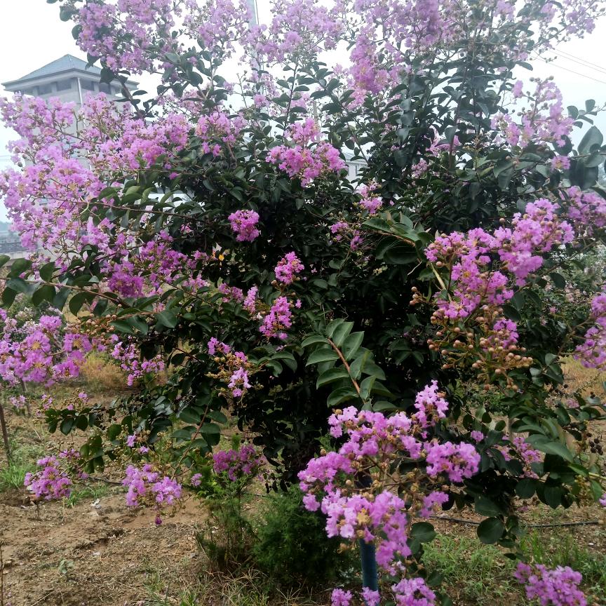 杨杨