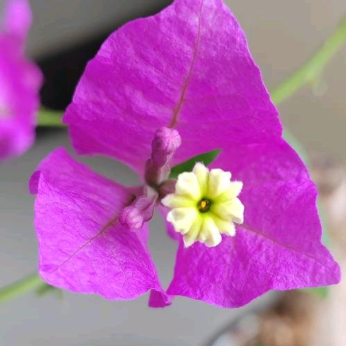锦强三角梅（小叶紫桩）