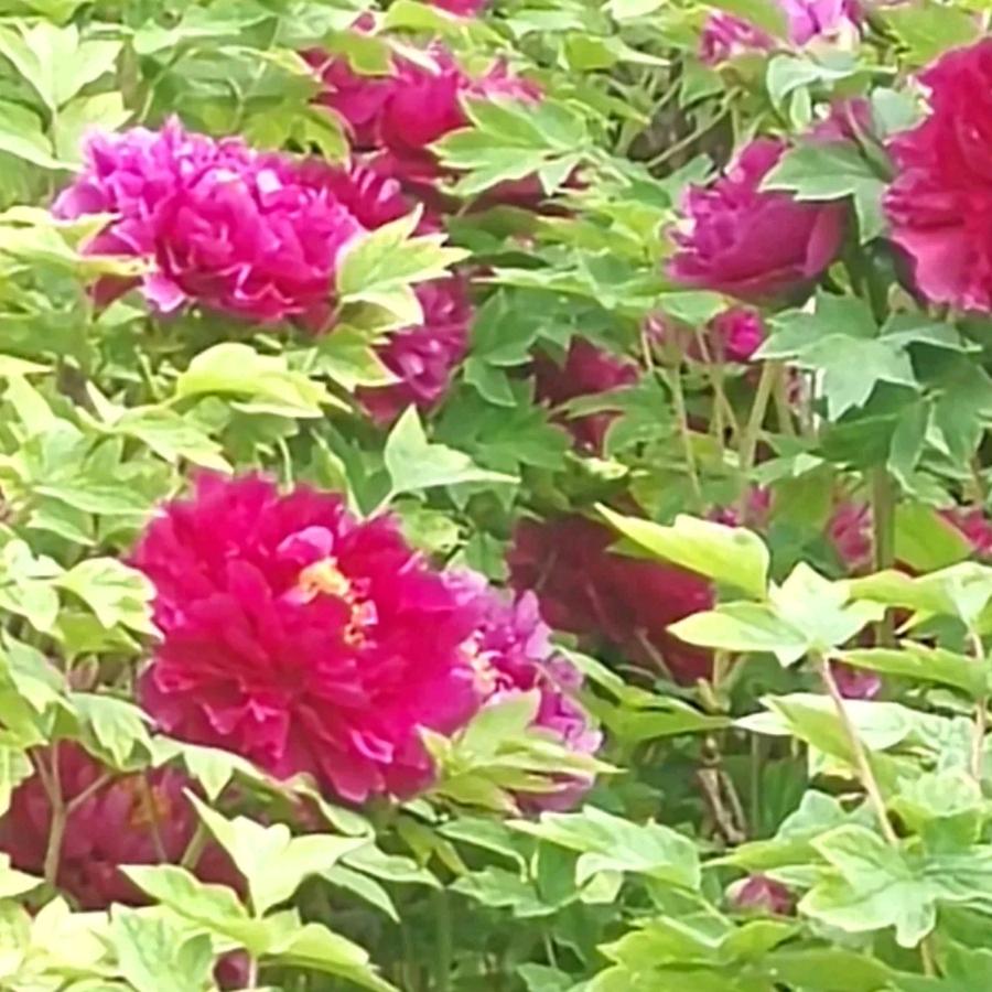 🎙️随^O^缘🎙️