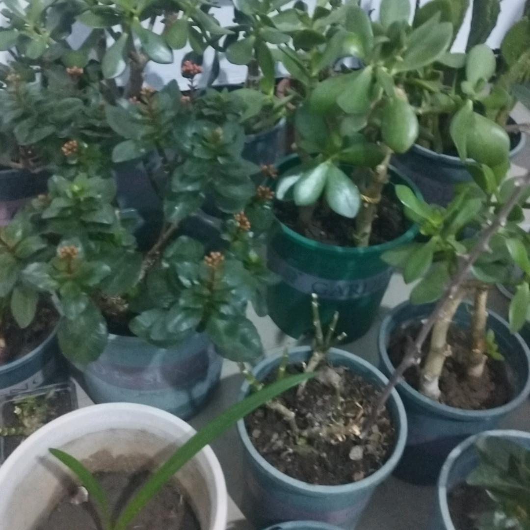 红宝