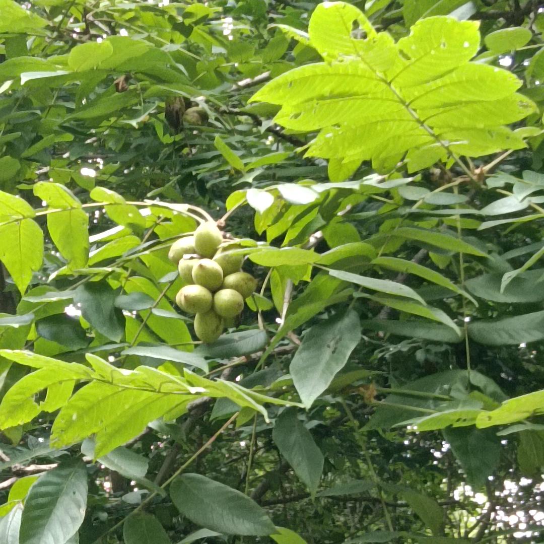 喝着53度的酒摸着爱妃36度的手