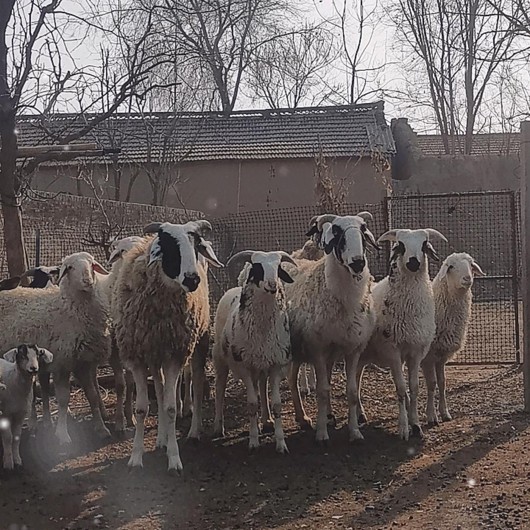 鲁西武爷爷和徐奶奶