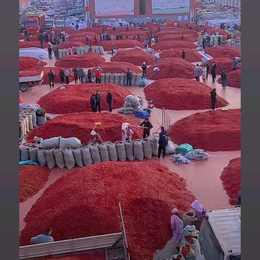 豫东椒香汇—小丽