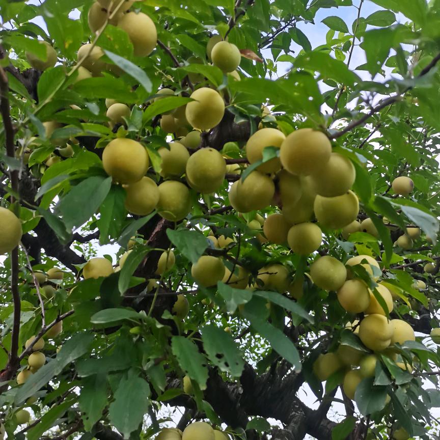 塔桥新鲜果农，成伟