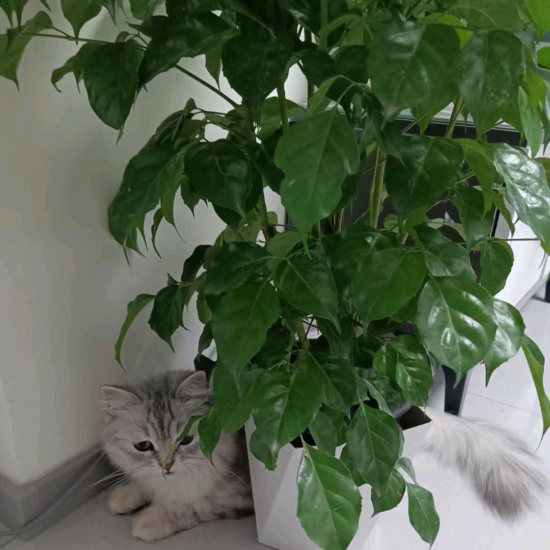 🌈晴天（晚9点开播）