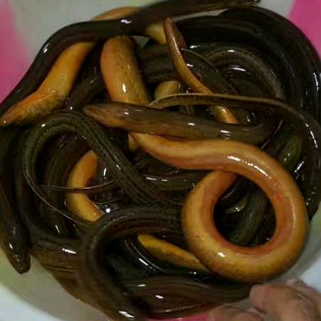 大狗户外