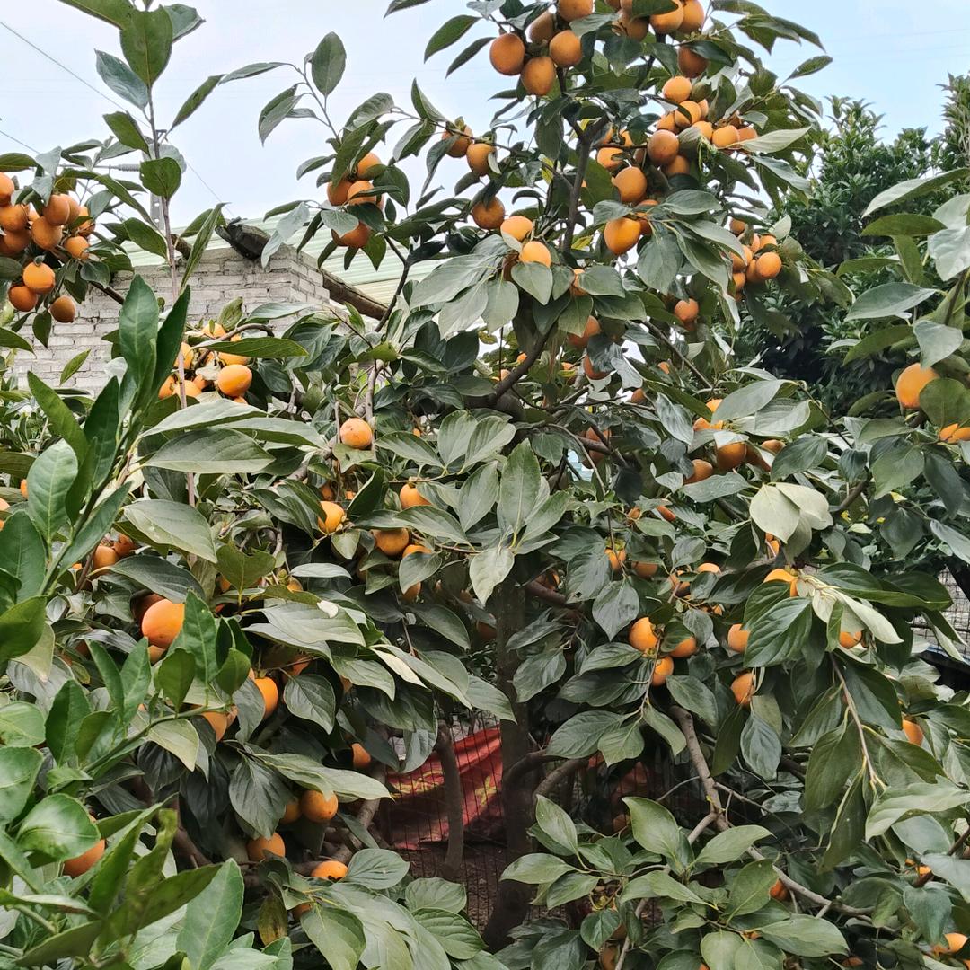 寻找幸福《孙》