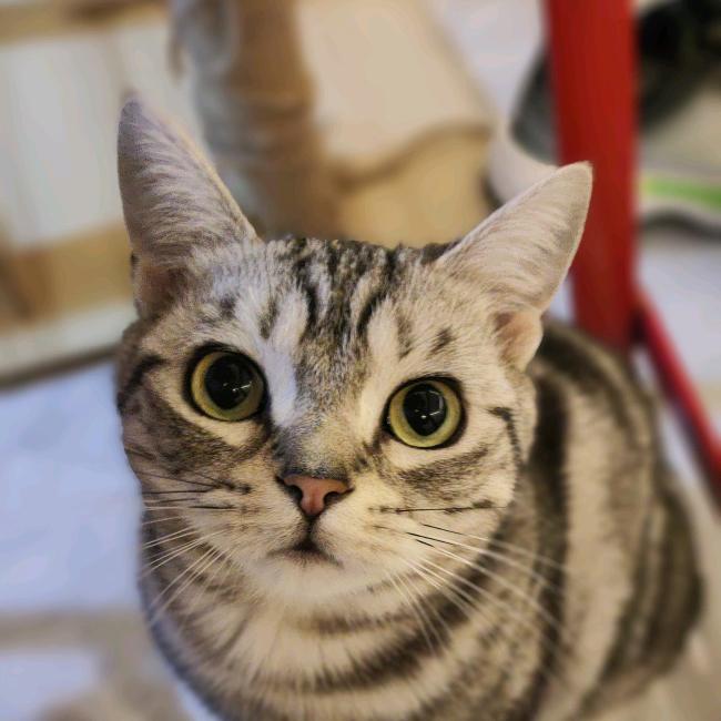 肆只猫