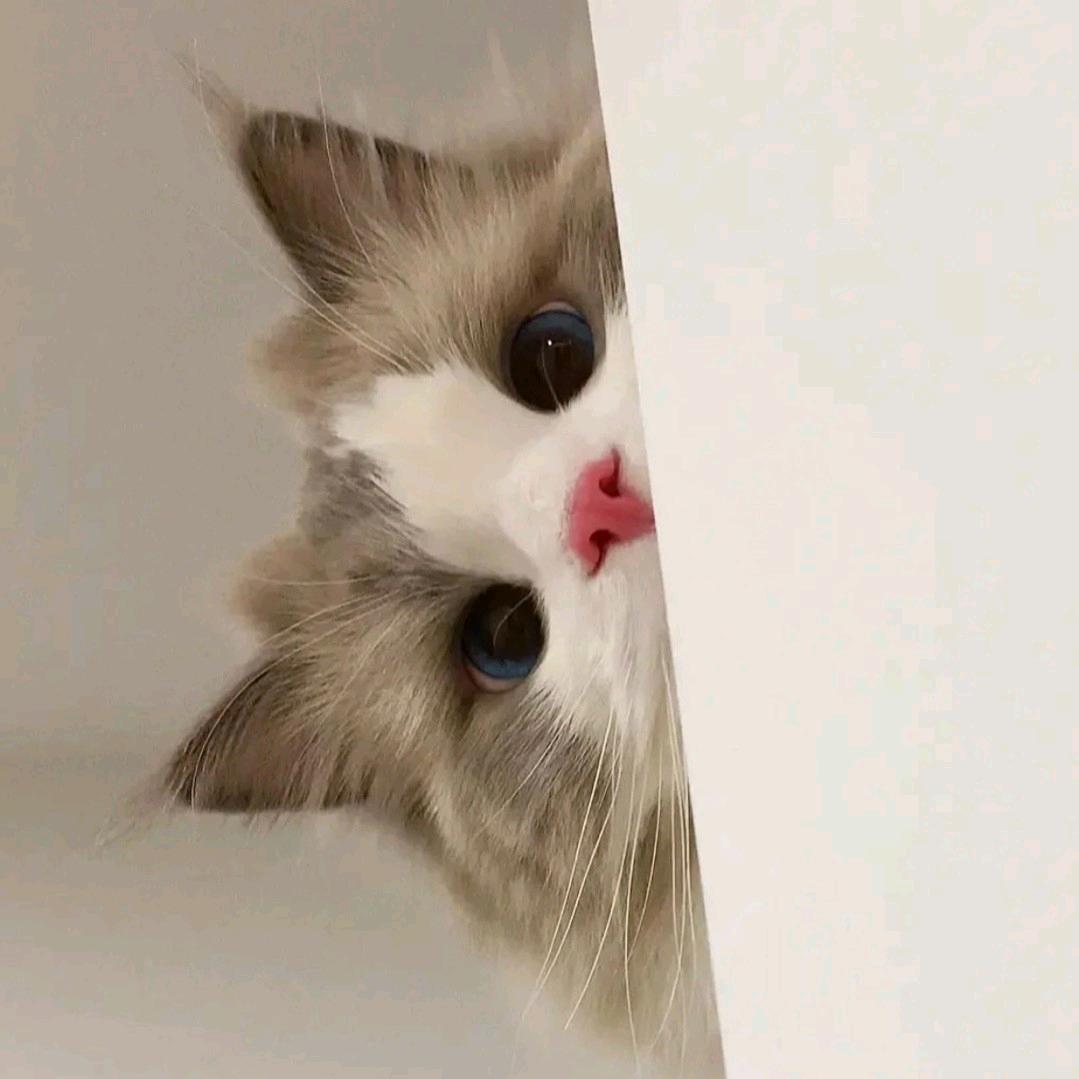 泡芙崽崽吹泡泡