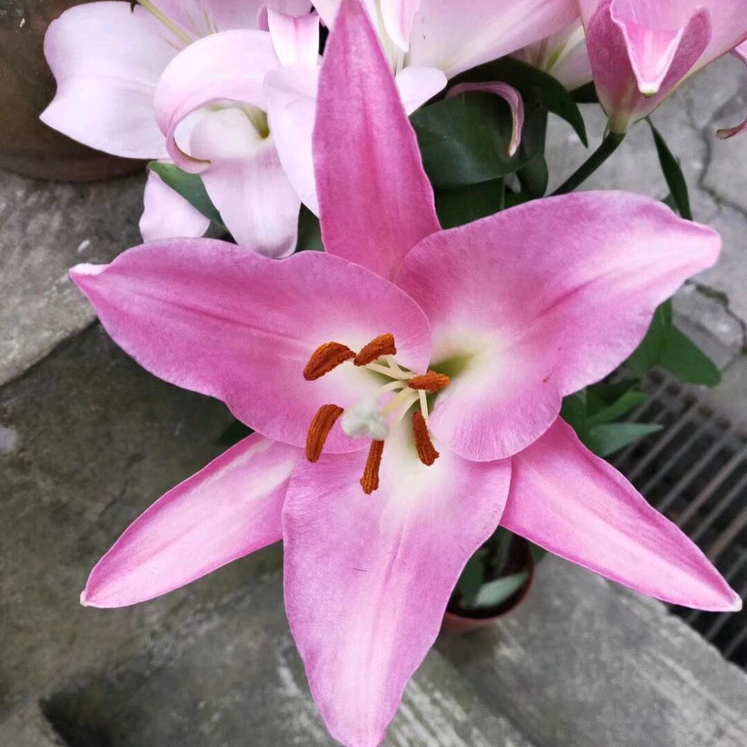 薇儿diy  (互关中)